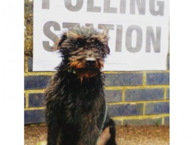 В Британии хэштег #СобакиНаВыборах бьет рекорды в соцсетях